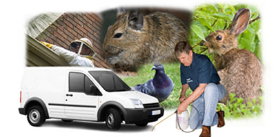 Portsmouth local van